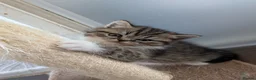Exotic cats for sale: Beautiful exotic kittens - Advert 6