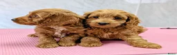 Cockapoo dogs for sale: Licensed breeder, health tested F1 cockapoo pups - Advert 4