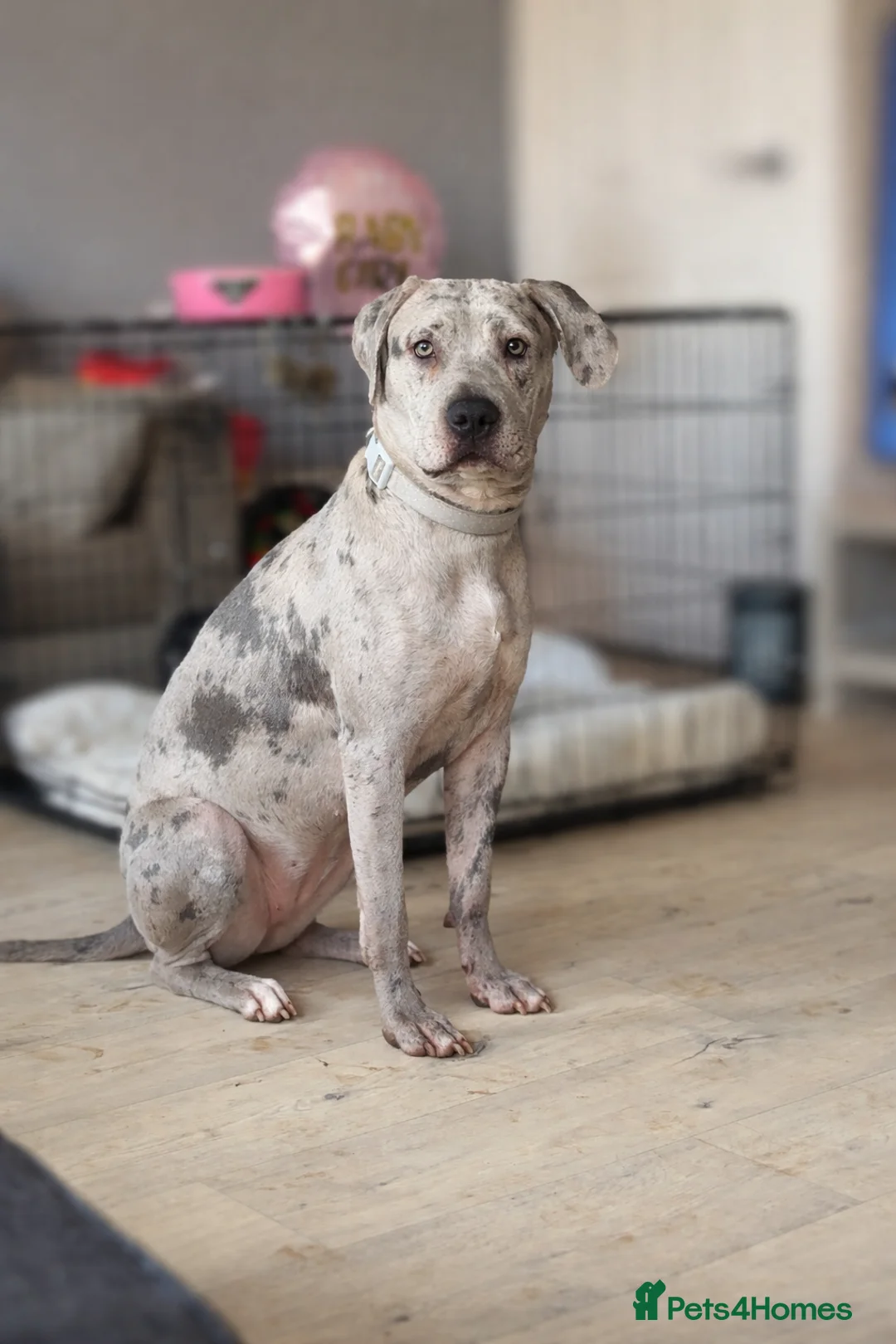 Mixed Breed dogs for sale: Beautiful Merle Mastiff - Advert 2