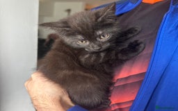 Egyptian Mau cats for sale: TICA SILK SMOKE PANTHER ED. EGYPTIAN MAU X BENGAL - Image 4