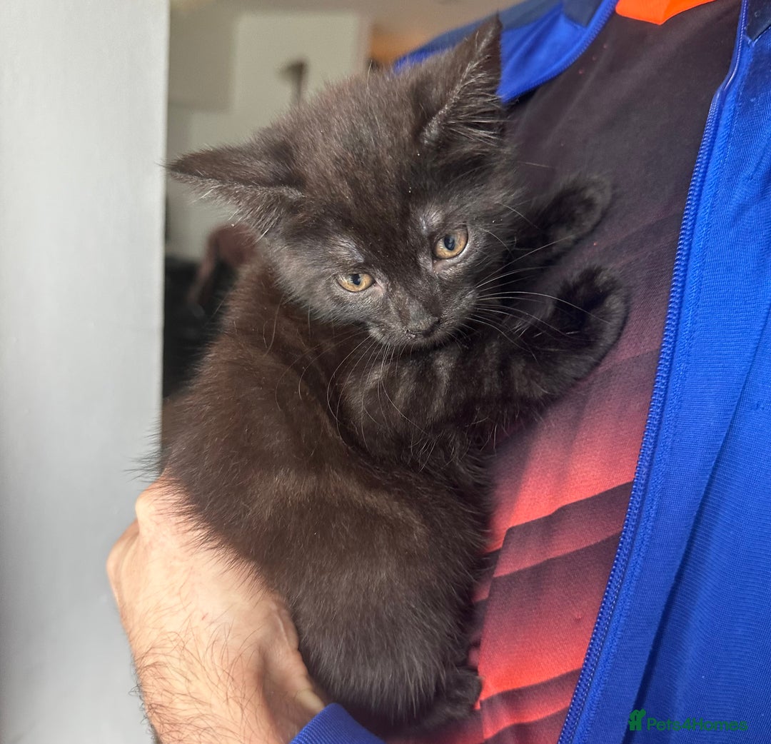 Egyptian Mau cats for sale: TICA SILK SMOKE PANTHER ED. EGYPTIAN MAU X BENGAL - Image 4