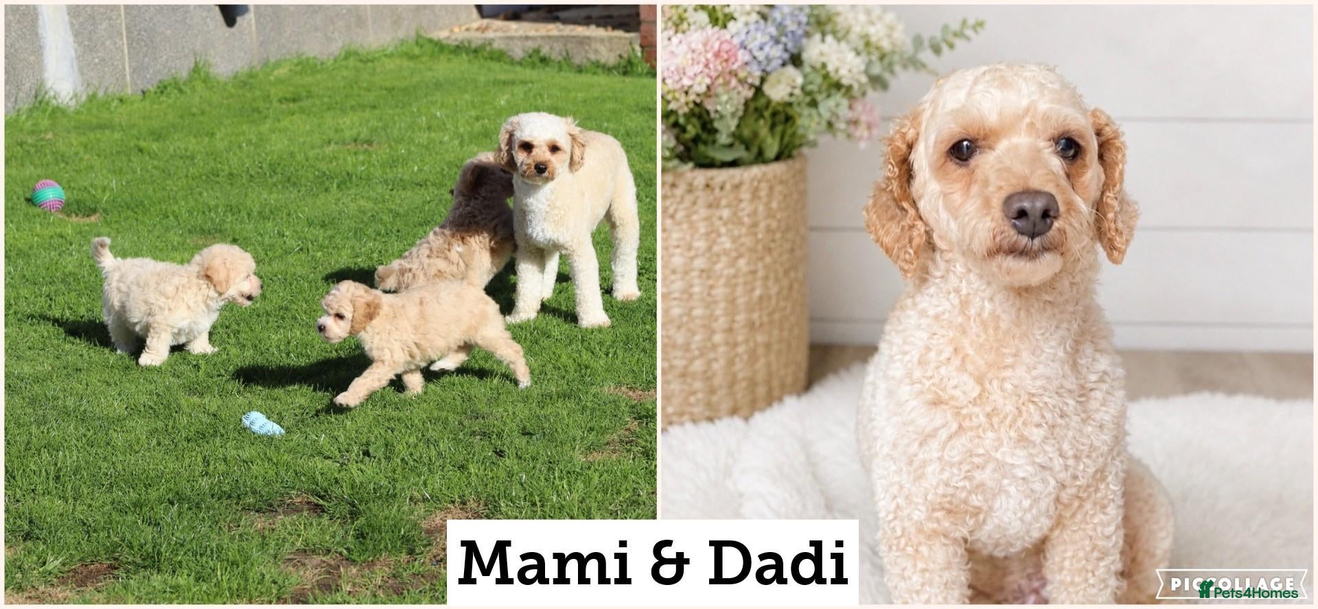 Cavapoochon dogs Beautiful Cavapoochon puppies FULLY VACCINATED - Advert 2