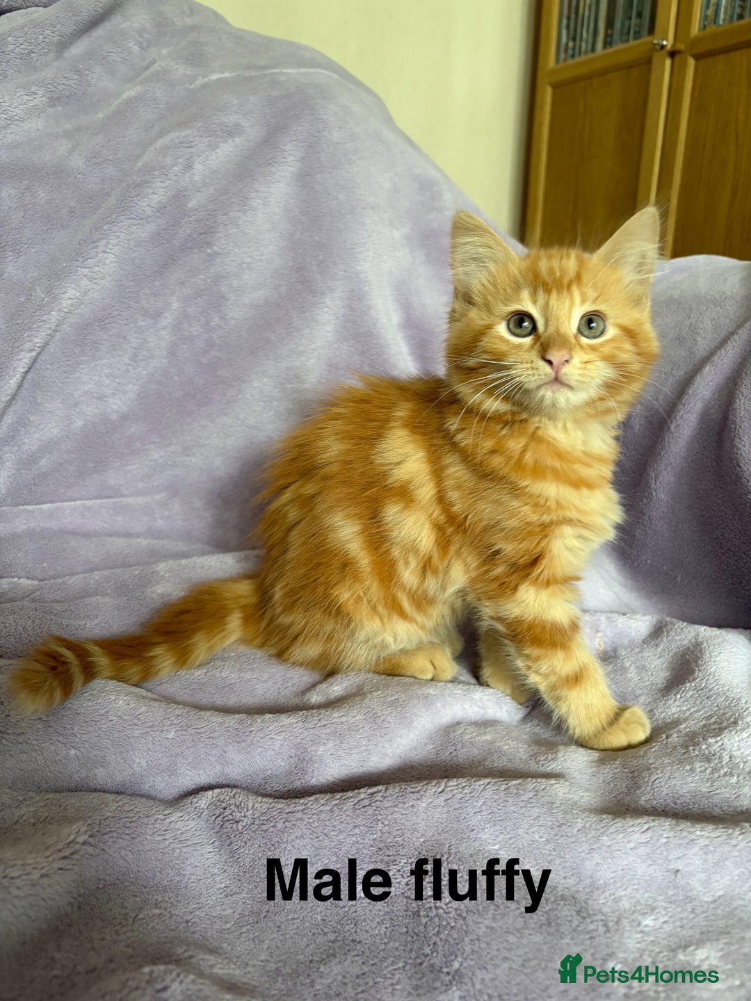 Mixed Breed cats for sale: Beautiful, friendly gingers! - Image 5