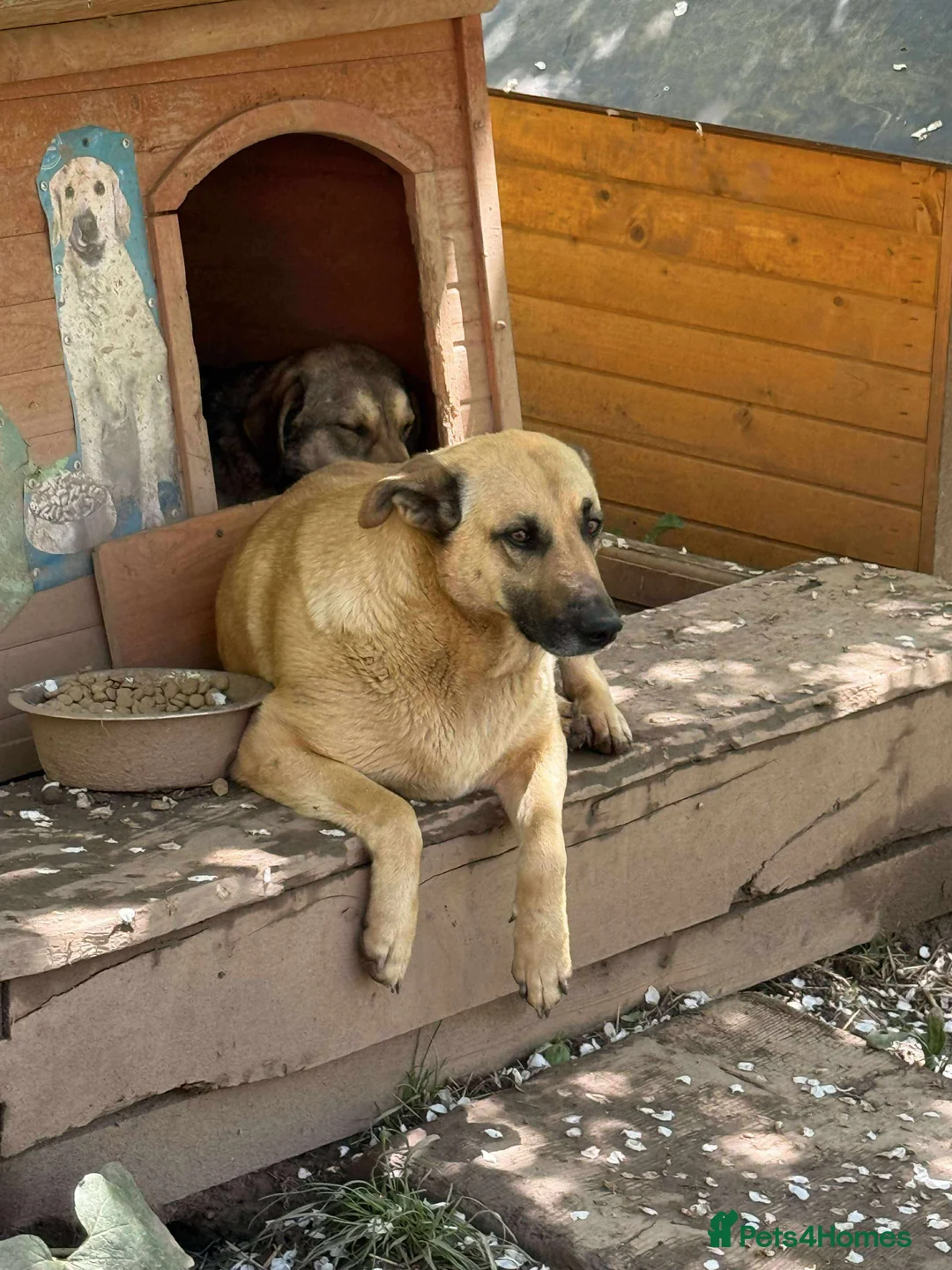 Mixed Breed dogs for adoption: Mara 💜 - Advert 5