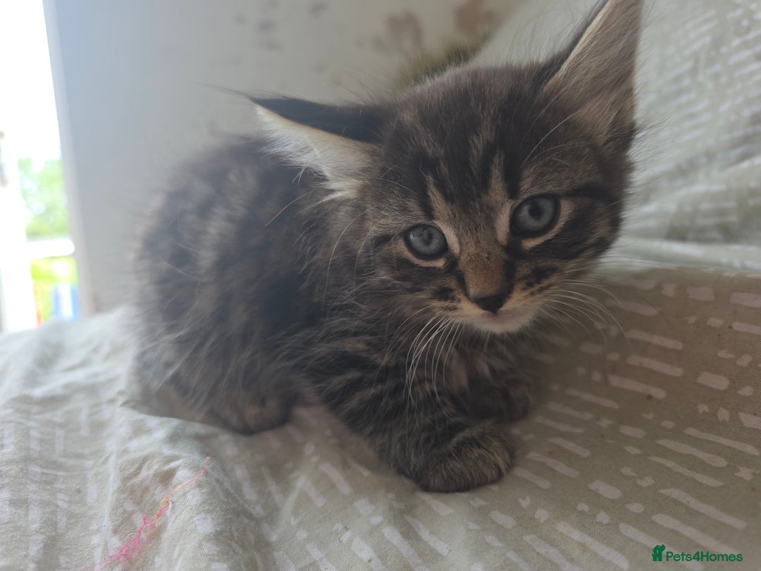 Mixed Breed cats for sale: 4 wonderful kittens, tabby and cute - Image 3