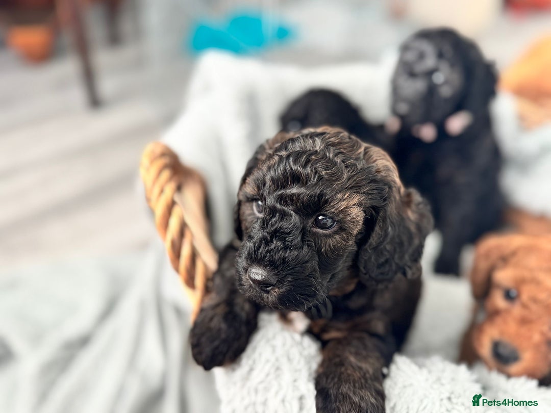 Mini Goldendoodle dogs for sale: A Bundle of Joy F1BB Mini Goldendoodle - Image 17