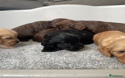 Cockapoo dogs for sale: F1 cockapoo p,r.a clear test - Image 21