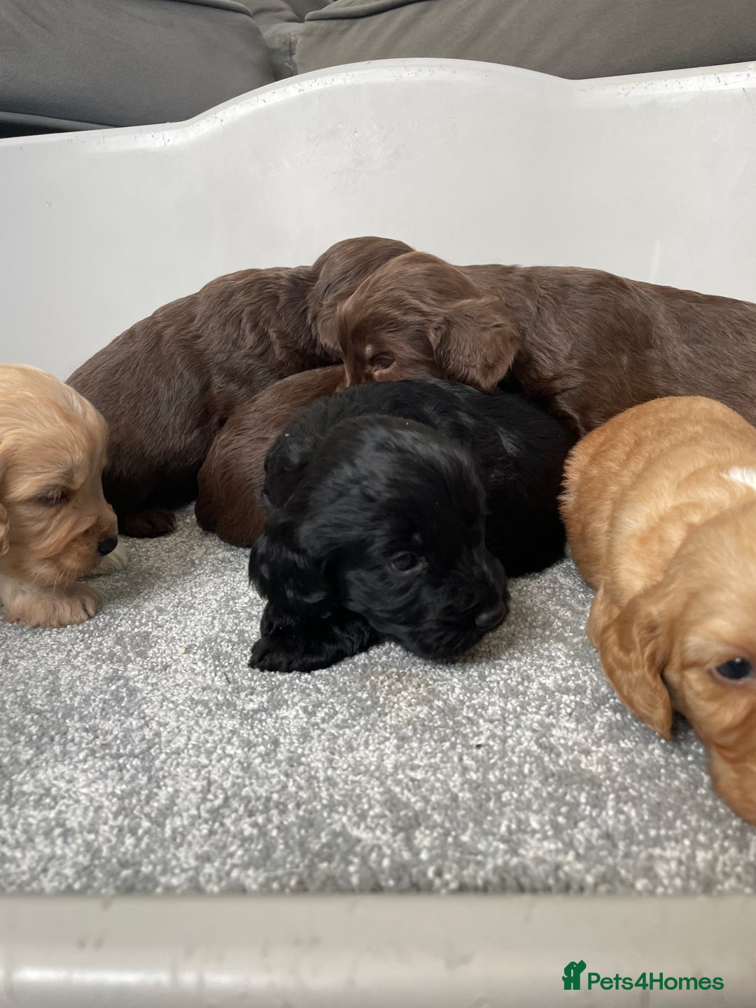 Cockapoo dogs for sale: F1 cockapoo p,r.a clear test - Image 21