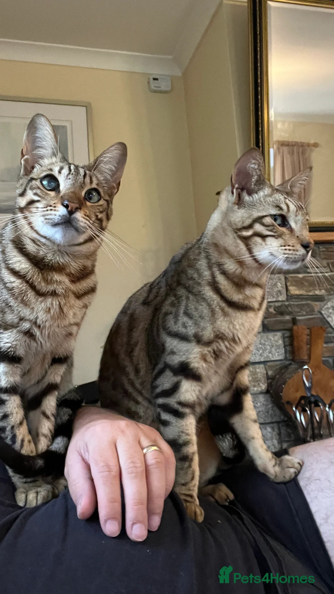 Bengal cats for sale: Beautiful Bengal/Siamese Cross for sale - Advert 9