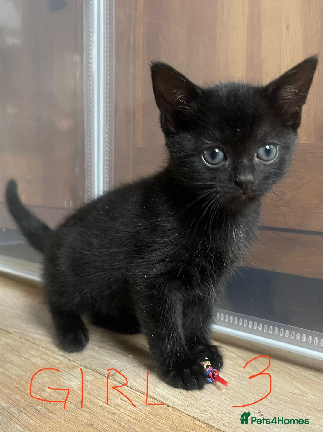 Mixed Breed cats for sale: Adorable Kittens in Croydon (from £130) - Advert 5