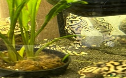 Plecos fish for sale: L236sw Pleco. 1” & 2”-3”  - Image 13