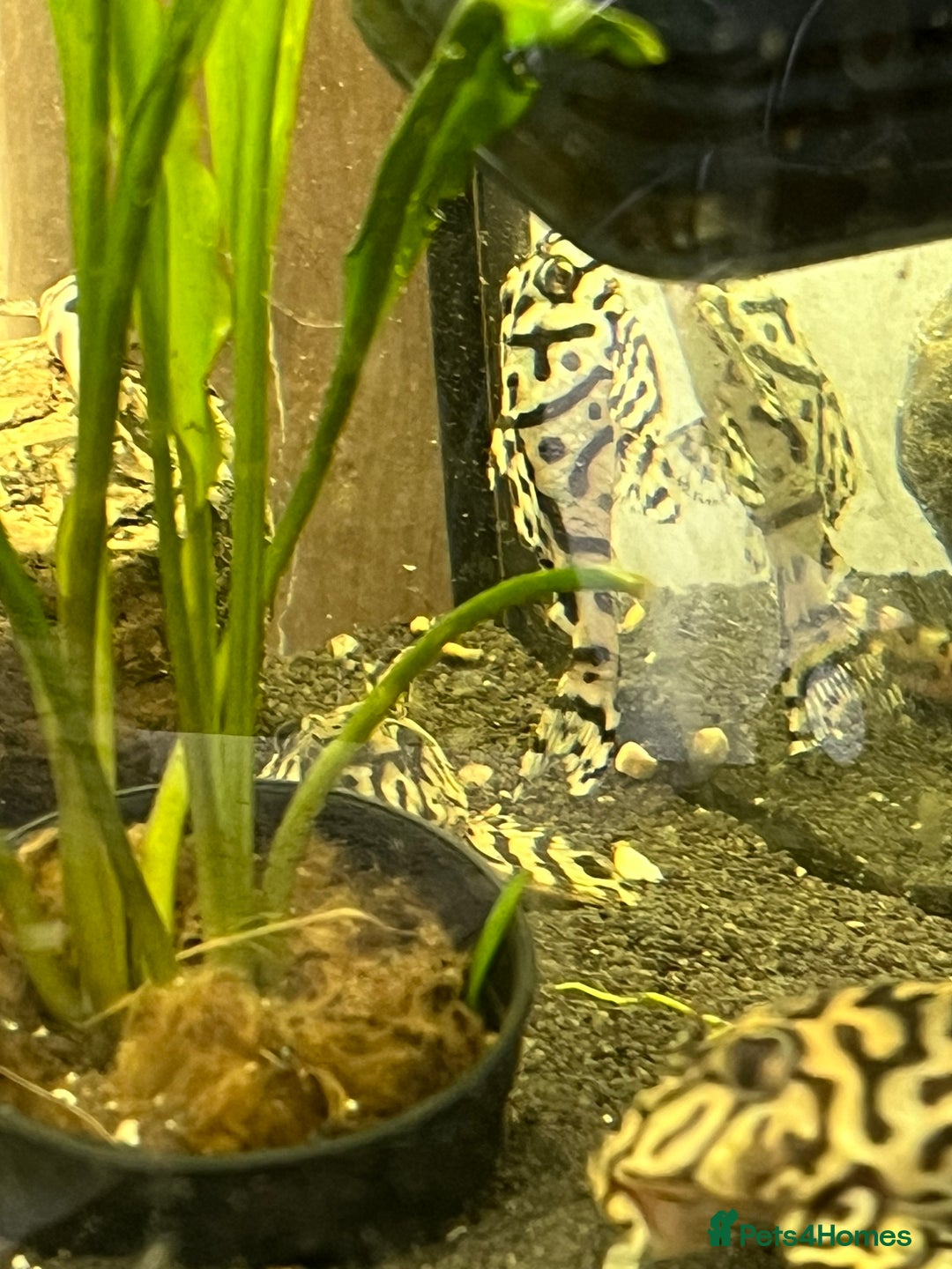 Plecos fish for sale: L236sw Pleco. 1” & 2”-3”  - Image 13