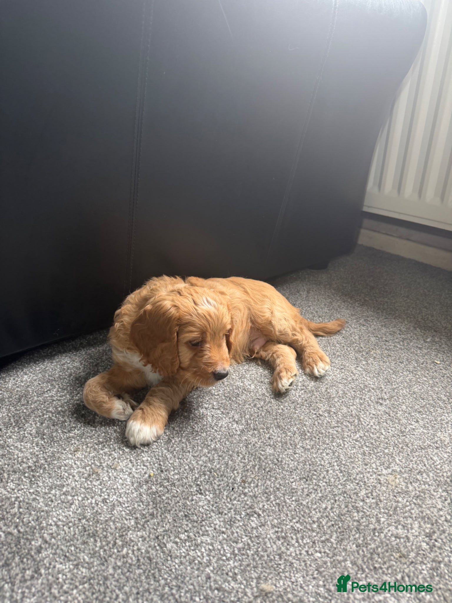 Cockapoo dogs Ready now! 1 boy, 1 girl left cockapoo puppies  - Advert 6