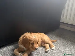 Cockapoo dogs Ready now! 1 boy, 1 girl left cockapoo puppies - Advert 6