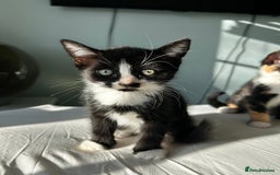 Mixed Breed cats for sale: Stunning mixed kittens  - Image 6