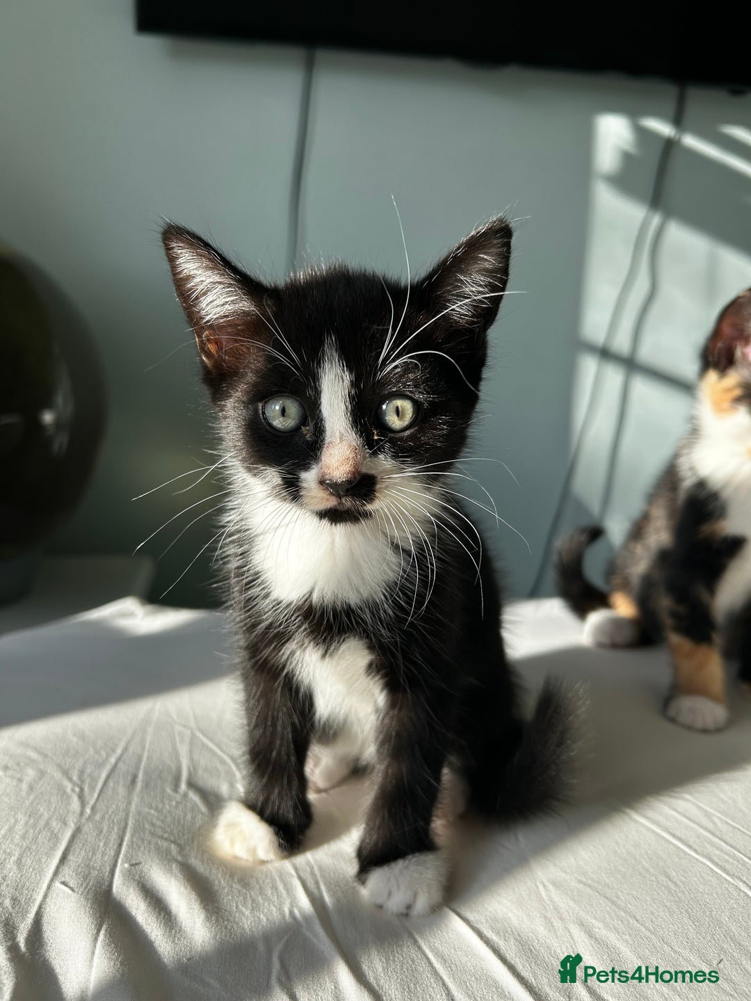 Mixed Breed cats for sale: Stunning mixed kittens  - Image 6