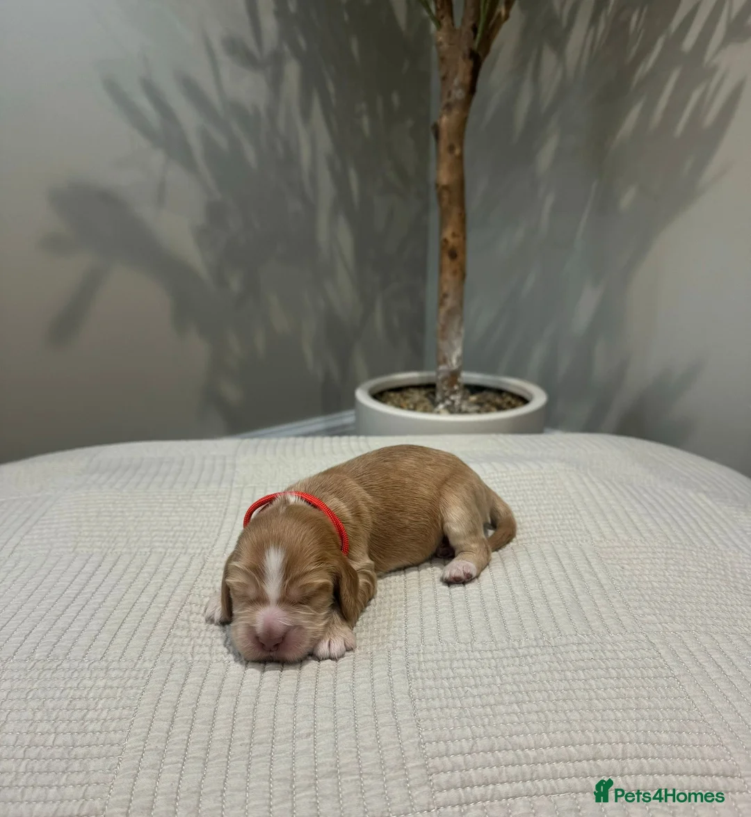 Cocker Spaniel dogs for sale: Gorgeous KC Reg Show Cocker Spaniel Puppies  - Advert 14