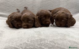 Cocker Spaniel dogs for sale: Working Cocker Spaniel - Image 5