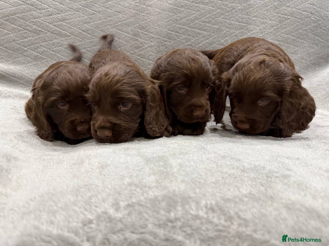 Cocker Spaniel dogs for sale: Working Cocker Spaniel - Image 5