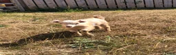 Goats livestock for sale: Pygmy Goat Kids in Llandysul - Advert 5
