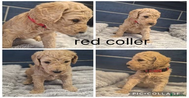 Labradoodle dogs - Advert 15
