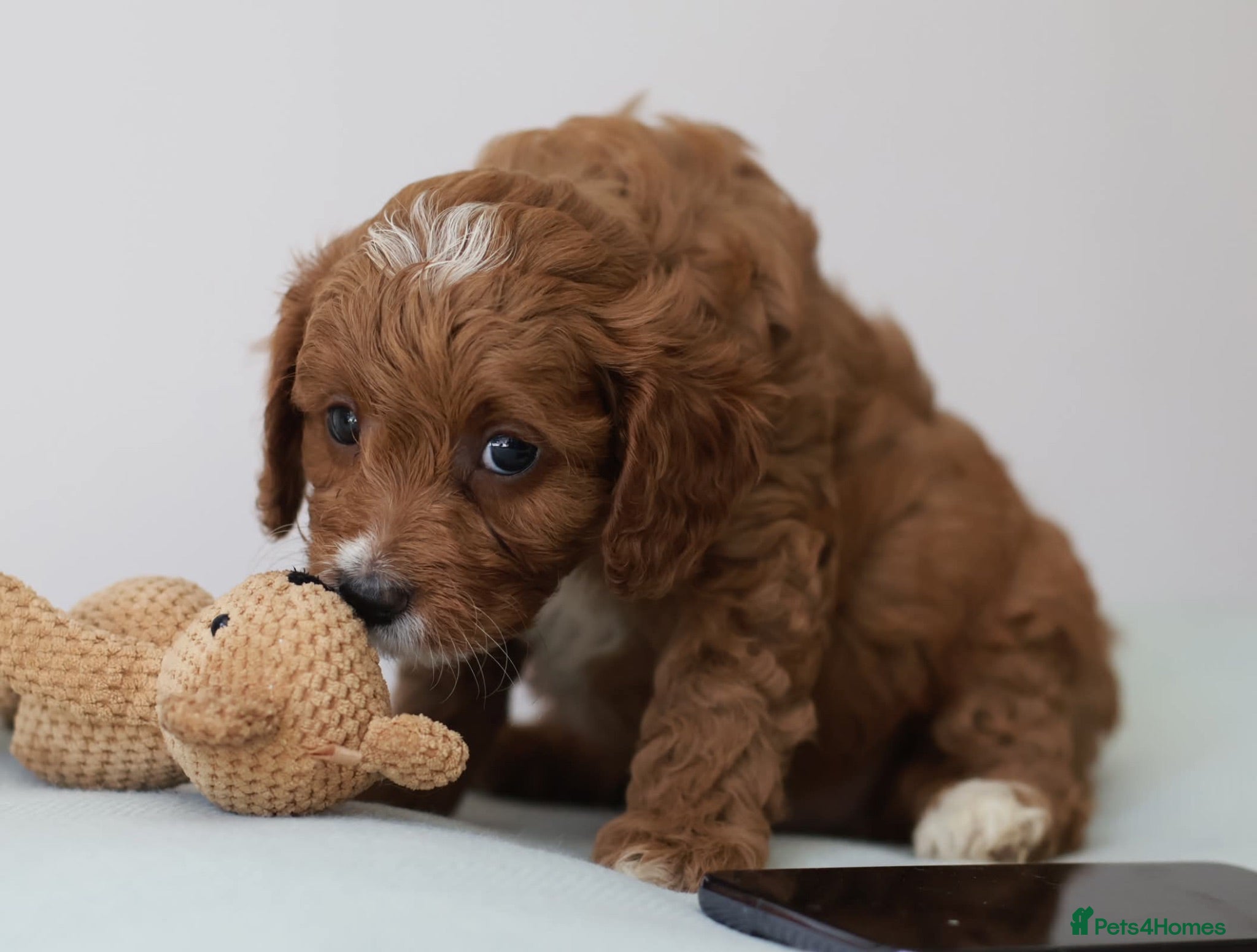 Cavapoo dogs 5*Licensed+DNAtested+Vetchecked+Red+Apricot+Cream - Advert 2
