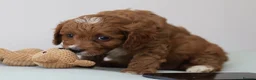 Cavapoo dogs for sale: 5*Licensed+DNAtested+Vetchecked+Red+Apricot+Cream - Advert 2