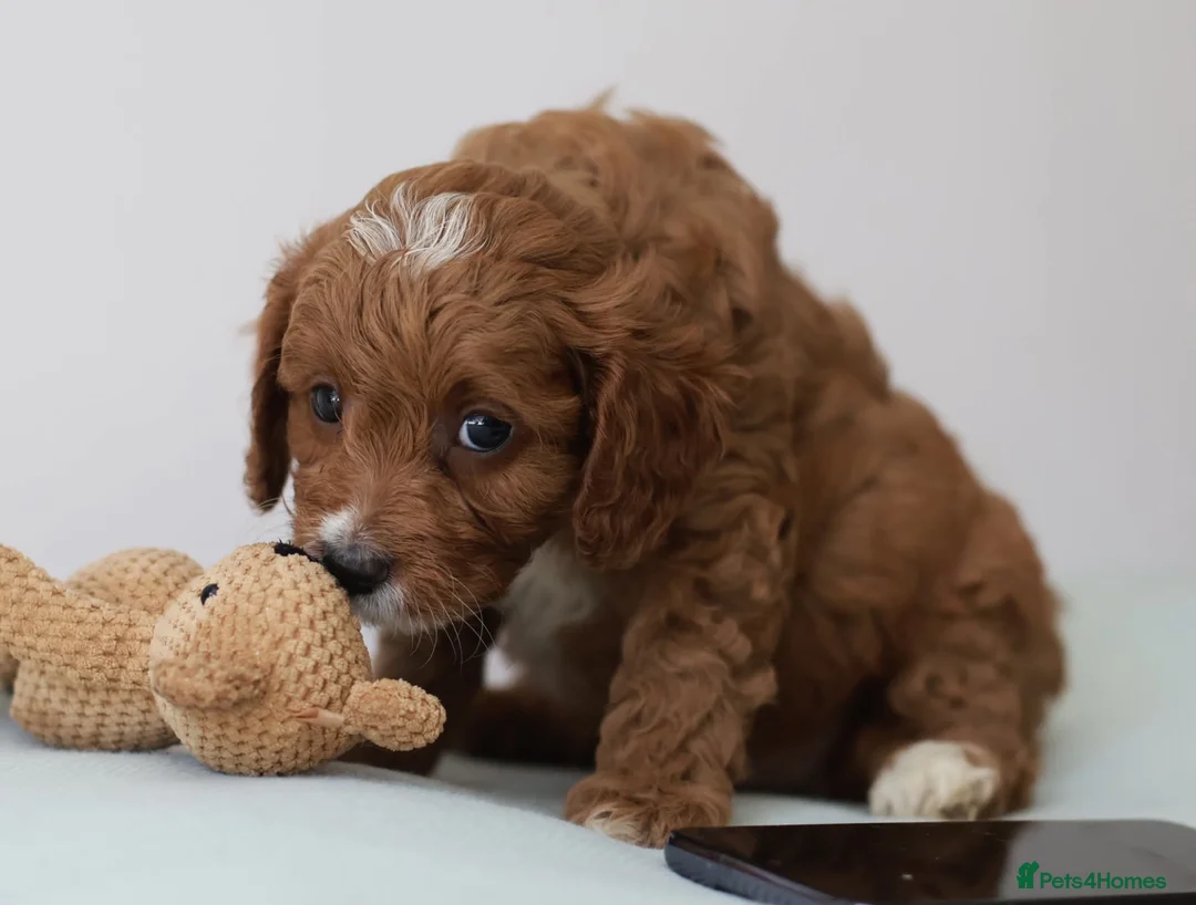 Cavapoo dogs for sale: 5*Licensed+DNAtested+Vetchecked+Red+Apricot+Cream - Advert 2