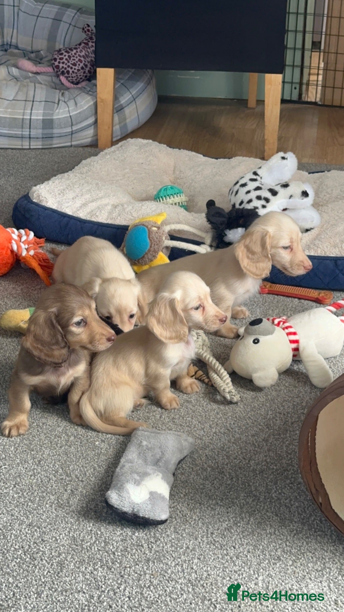 Dachshund dogs Stunning longhaired creams and shaded cream pups - Advert 1