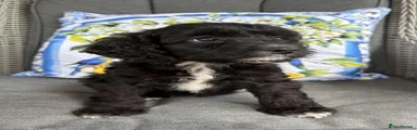 Cockapoo 5