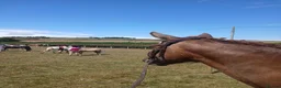 Other Breed horses for sale: Super smart potential PC/RC/Event/Allrounder - Advert 6