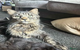 Mixed Breed cats for sale: Beautiful kittens for sale - Image 10