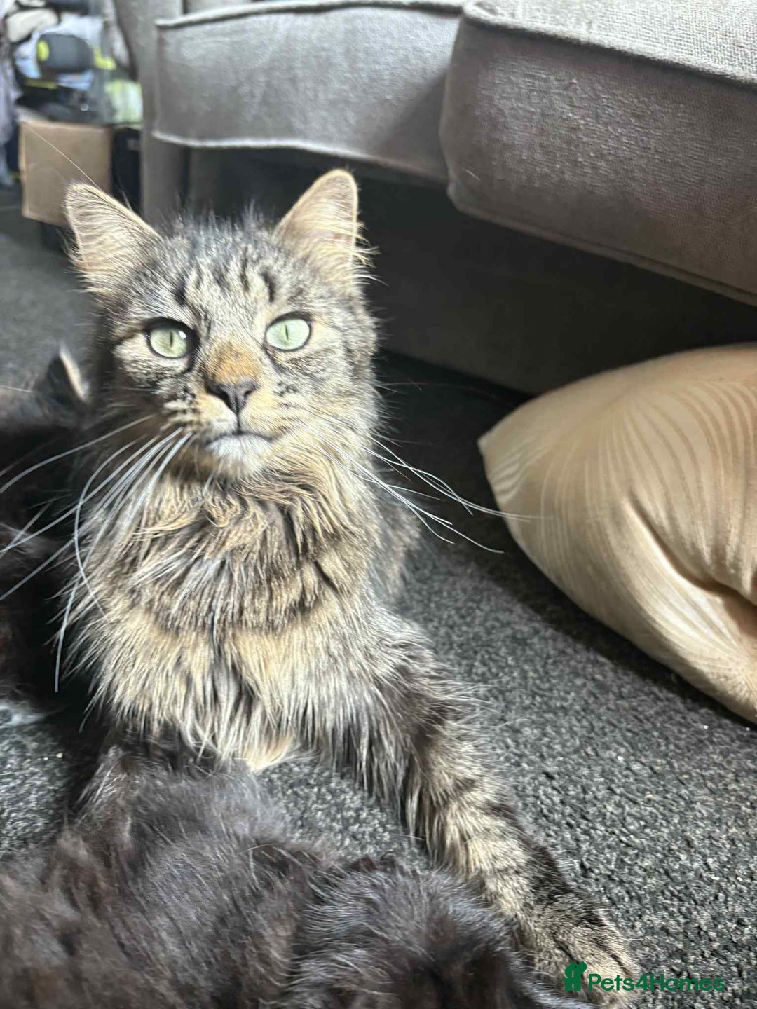 Mixed Breed cats for sale: Beautiful kittens for sale - Image 10