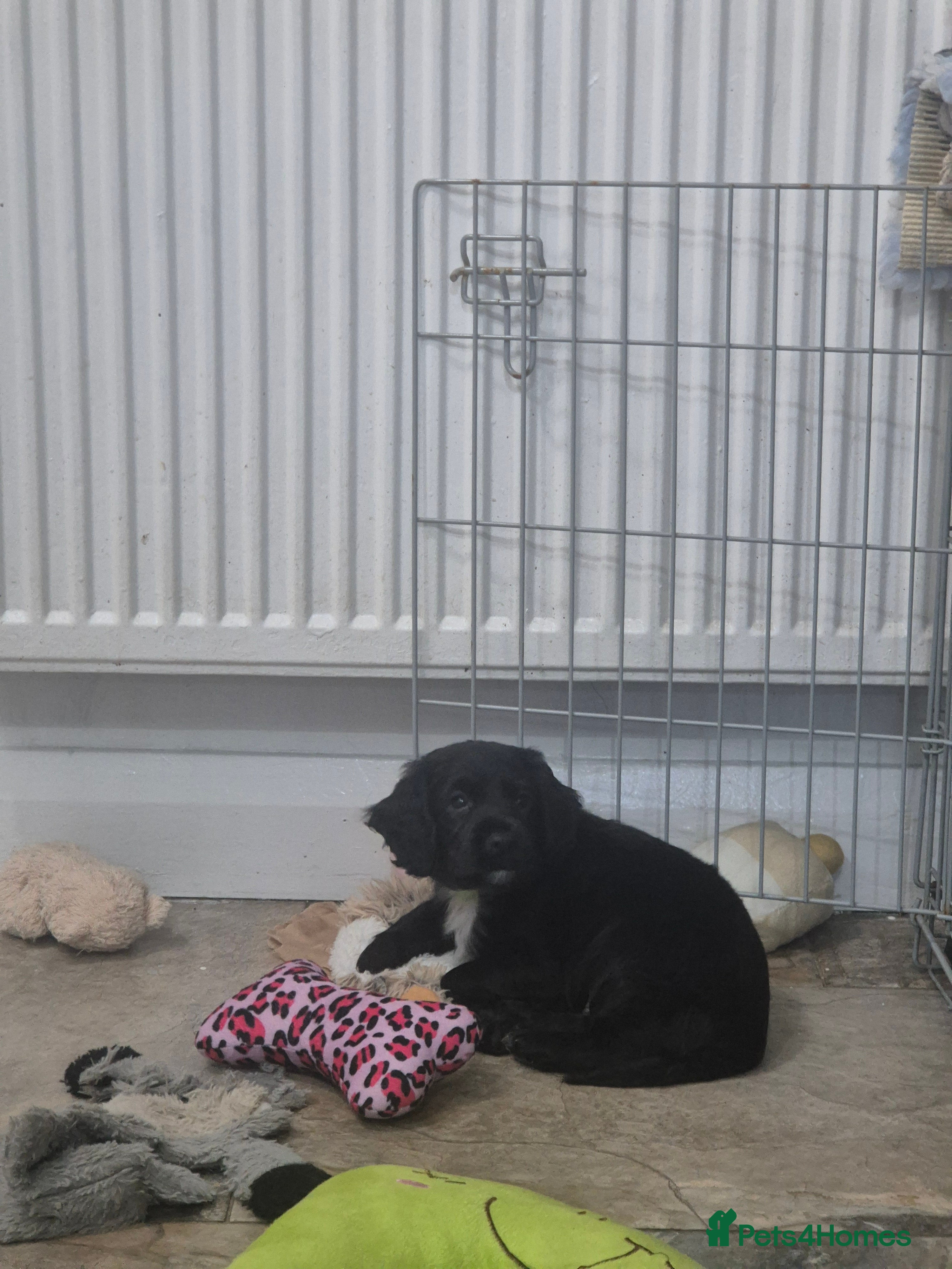 Cocker Spaniel dogs Working cocker pups  - Advert 2