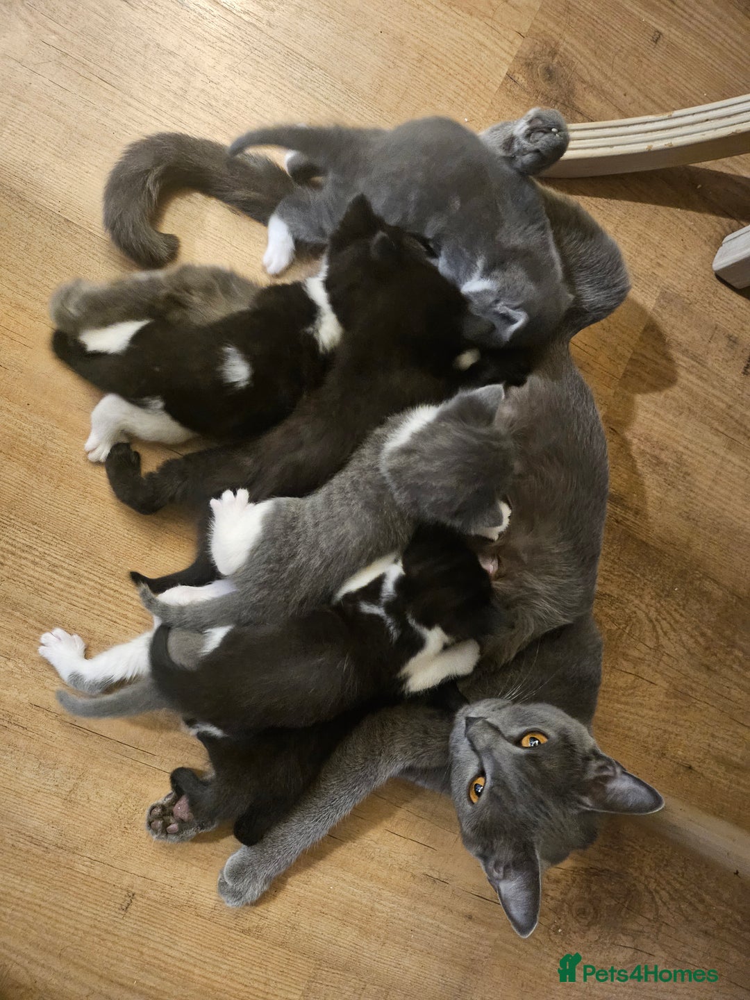 British Shorthair cats for sale: Beautiful British Short haired mixed kittens  - Image 12