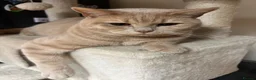 British Shorthair cats for sale: Muffin and pumpkin, both 4 year old house cats - Advert 10