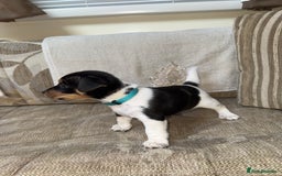Jack Russell dogs for sale: Short legged jack Russel puppies - Image 13