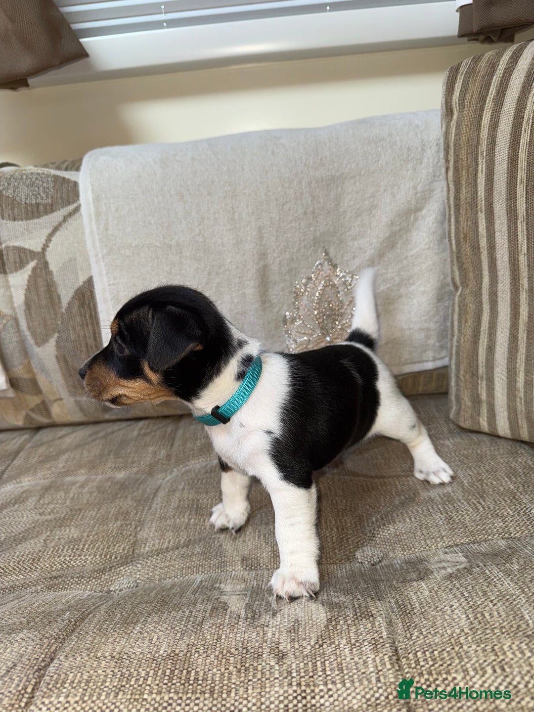 Jack Russell dogs for sale: Short legged jack Russel puppies - Image 13