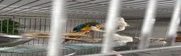 Macaws birds for sale: Blue and gold macaws - Advert 6