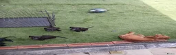 Cocker Spaniel dogs for sale: Small spaniel pups  in Horsham - Advert 2