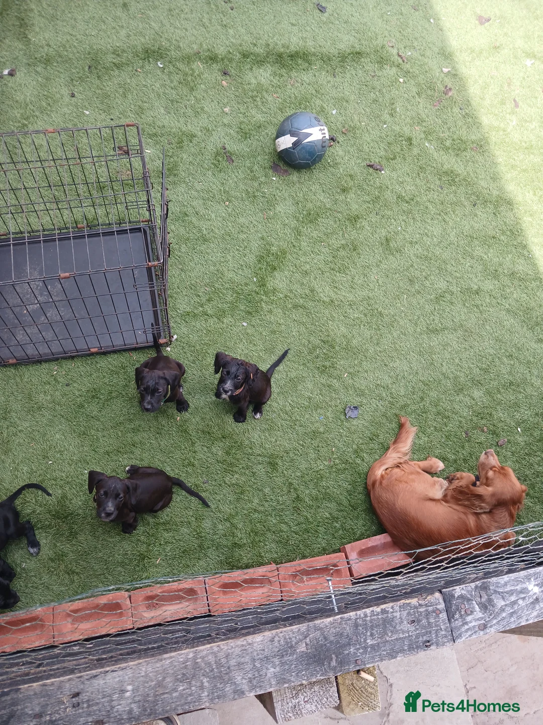 Cocker Spaniel dogs for sale: Small spaniel pups  in Horsham - Advert 2