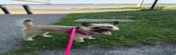 Mixed Breed dogs for sale: Frenchie x Terrier Girl 17 months old in Hull - Advert 6