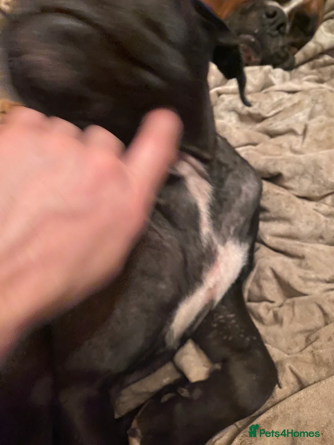 Mixed Breed dogs for sale: 🧬Kc reg mum black boxer & mini boxer pups 🤩 8wk - Advert 5