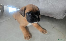 Boxer dogs for sale: KC PEDIGREE BOXER PUPPIES  - Image 18