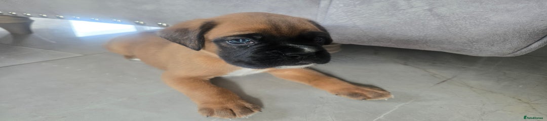Boxer Puppy 2