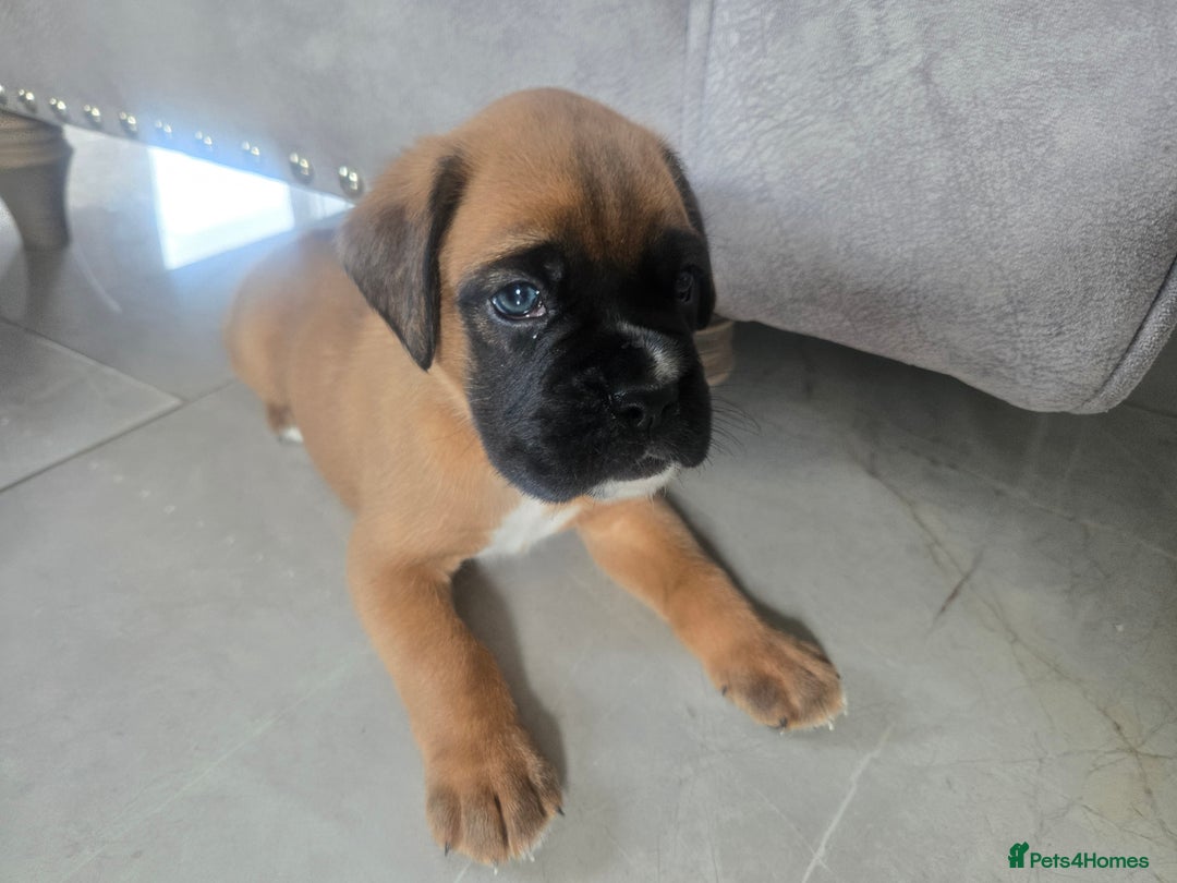 Boxer dogs for sale: KC PEDIGREE BOXER PUPPIES  - Image 18