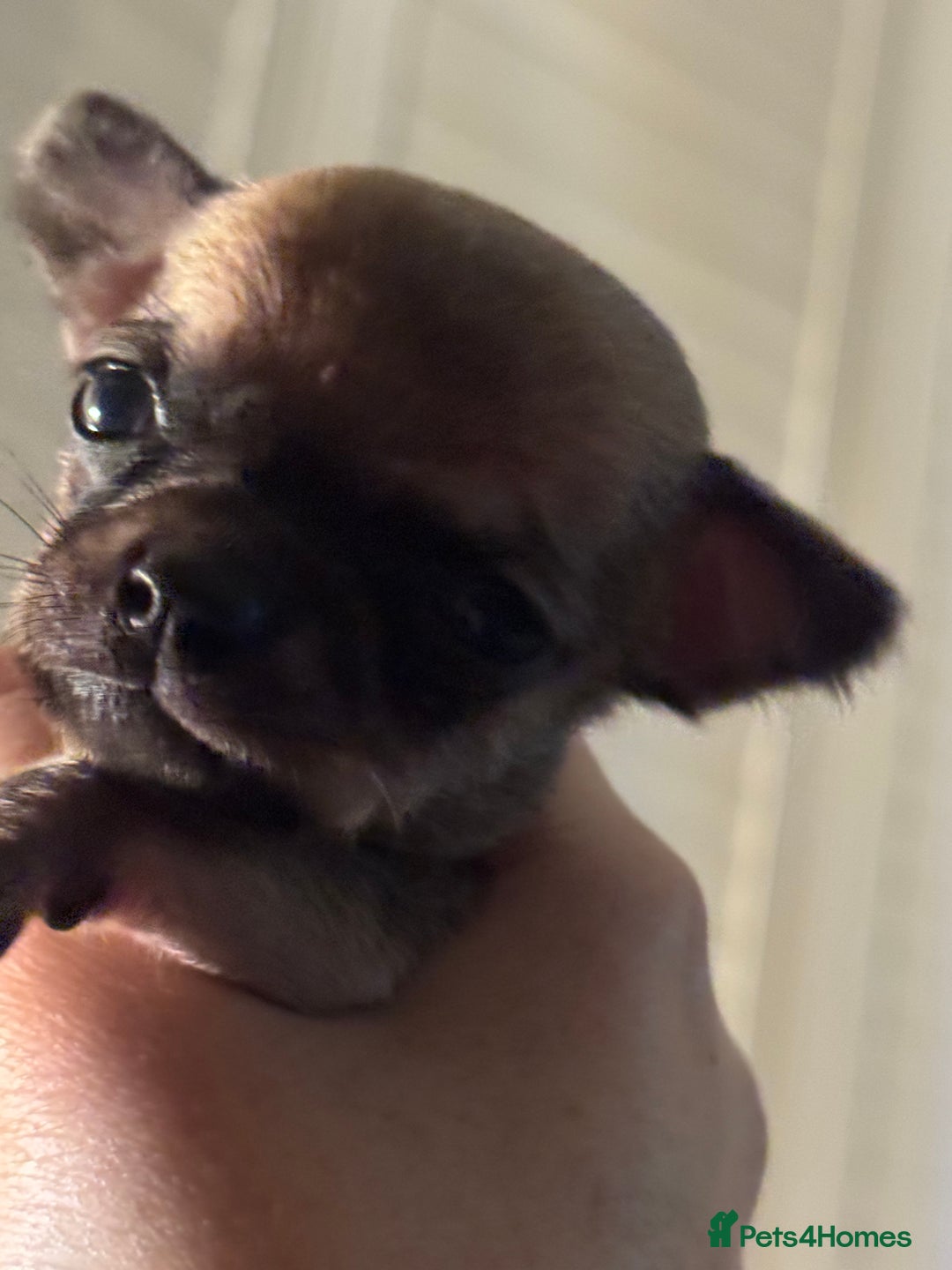 Chihuahua dogs for sale: Chihuahua puppies 8 weeks old  - Image 7