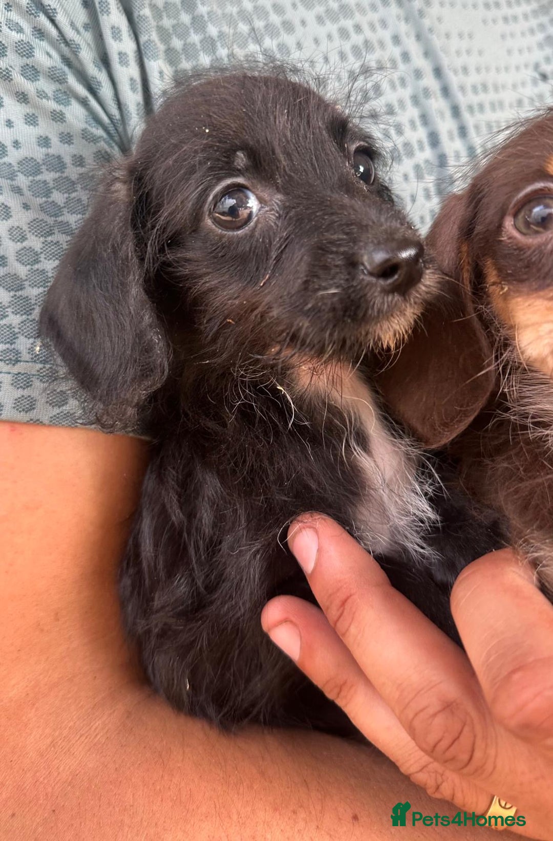 Mixed Breed dogs for sale: 🐾 Gorgeous Doxiepoo Puppies – Ready Soon! 🐾 - Image 4