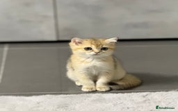 British Shorthair cats for sale: Top quality Champion Gccf british shorthair - Image 1
