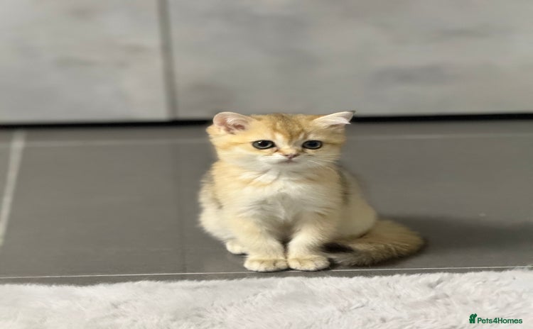 British Shorthair cats - Advert 8